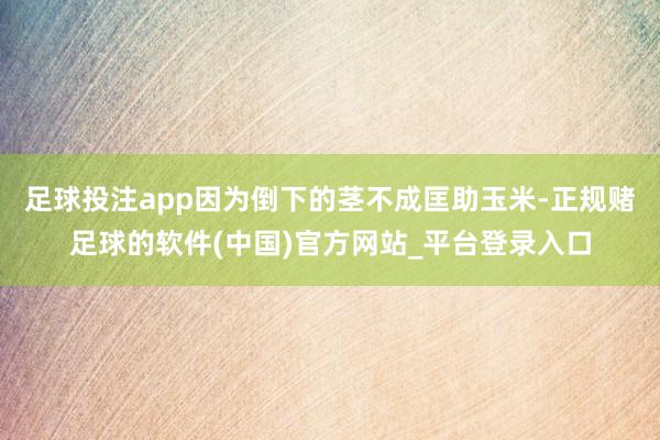 足球投注app因为倒下的茎不成匡助玉米-正规赌足球的软件(中国)官方网站_平台登录入口